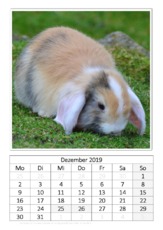 Dezember_Kaninchen_2.pdf